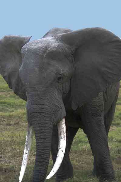 27 - Kenia - Elefante embistiendo - parque nacional de Amboseli